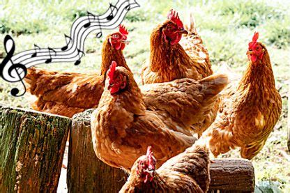 Do chickens like music? An Insightful Exploration into the Chicken’s Music Preferences