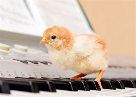 Do Chickens Like Music? An Insightful Exploration